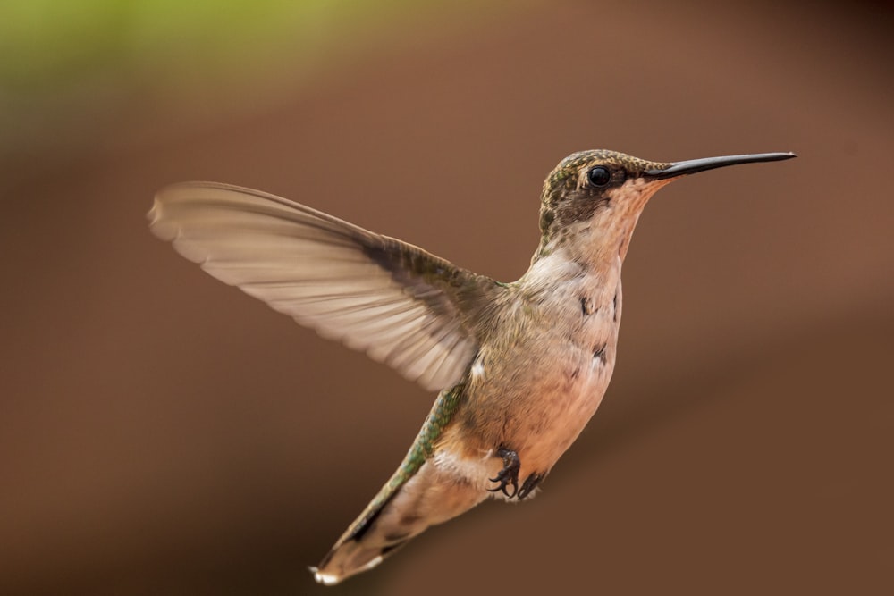 green and brown humming bird