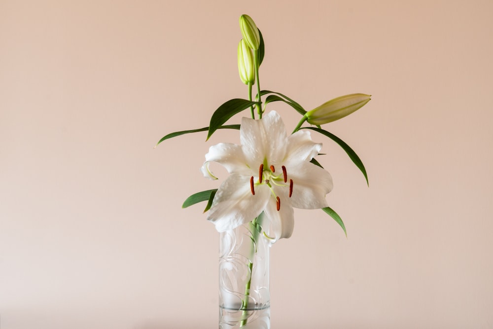 white and yellow flower in clear glass vase