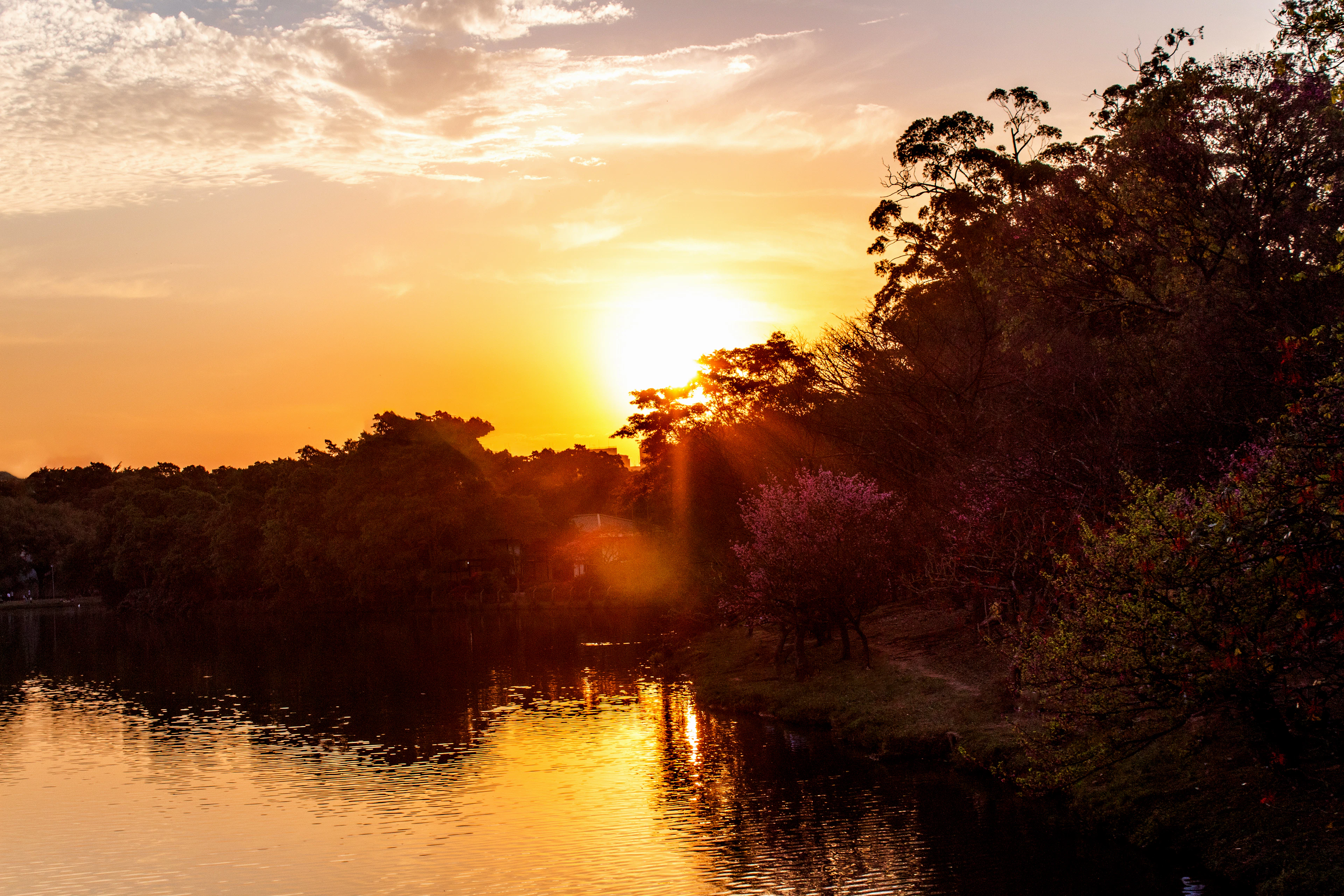 Sunset over a São Paulo park lake, with flowering trees silhouetted against the glow.
