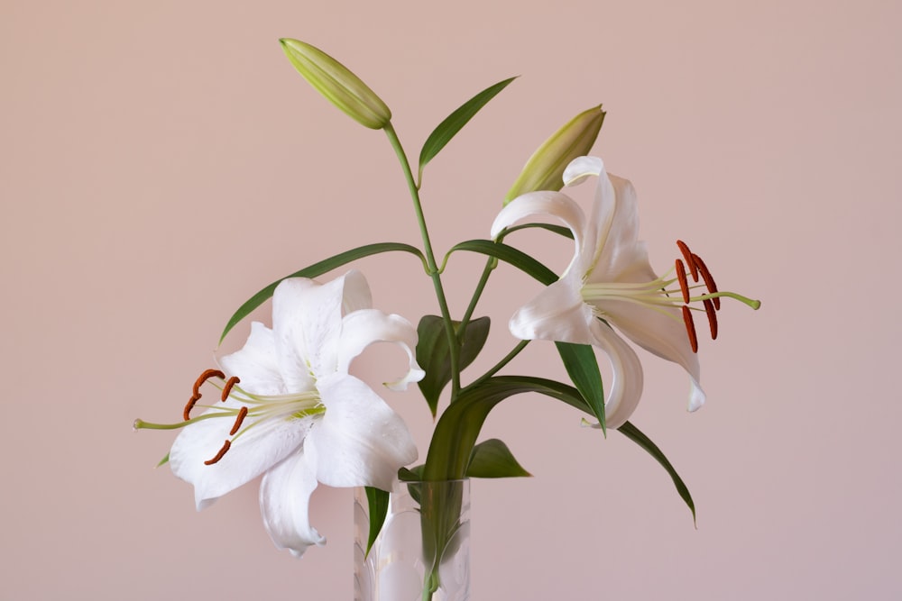 fleurs blanches sur vase en verre transparent