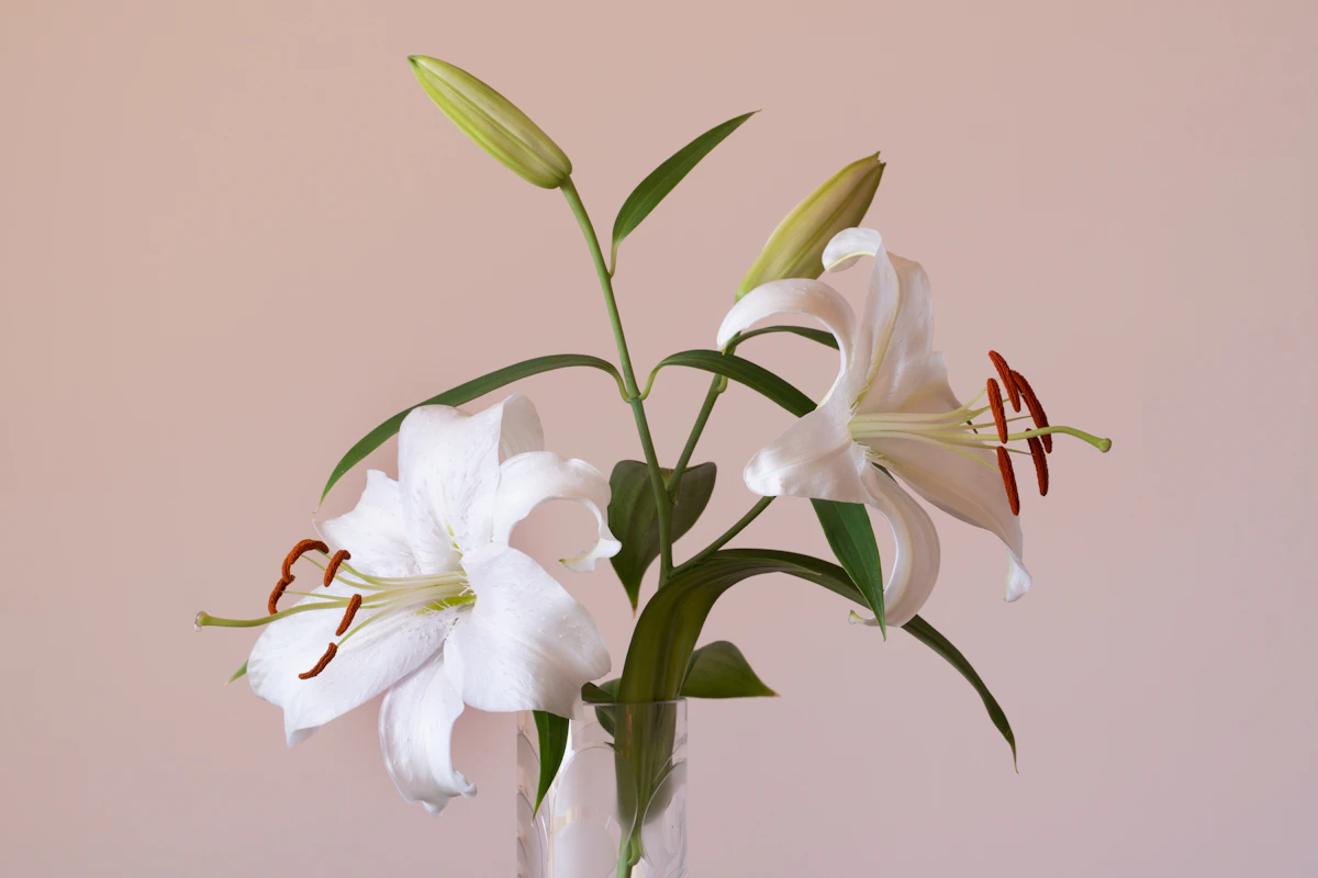 Un bouquet de lys blancs dans un vase en verre, posé devant un fond clair et uni