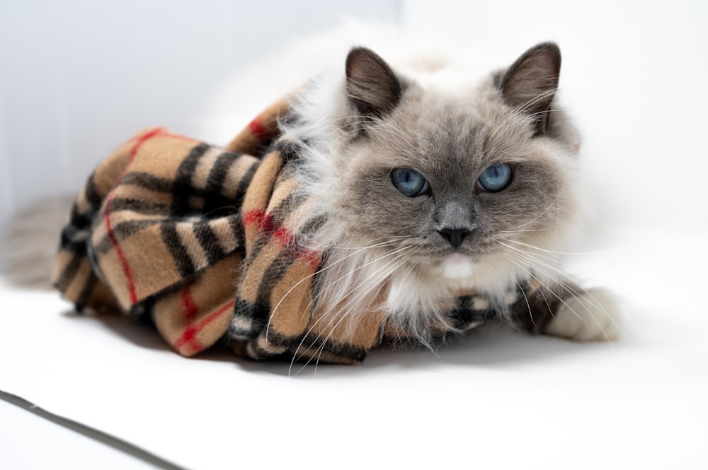 Chat blanc et gris recouvert d’une couverture orange et noire