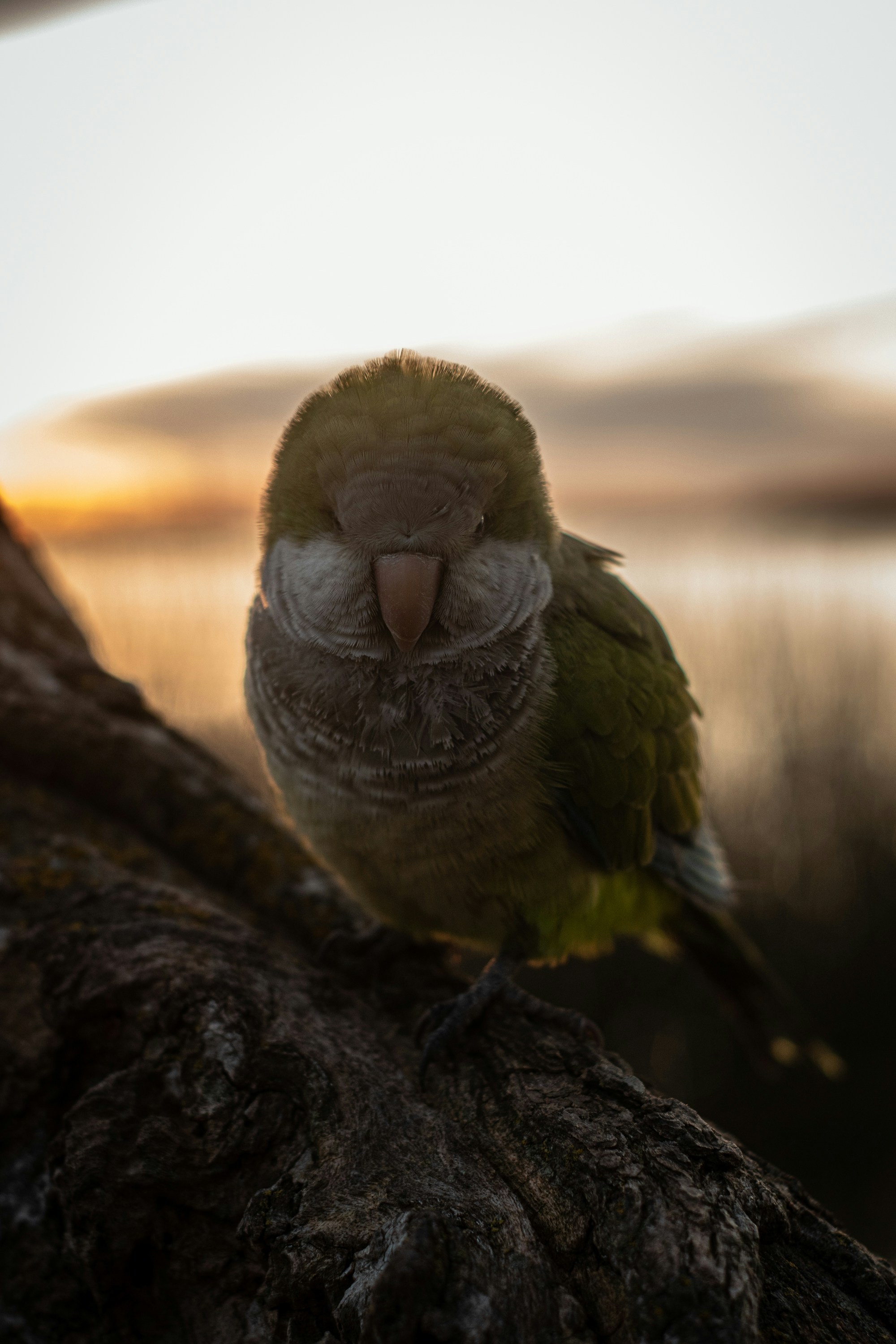 green and yellow bird on brown tree branch