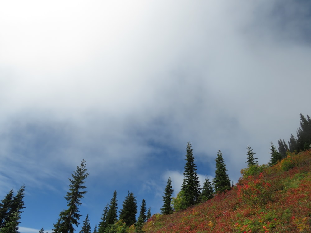 green pine trees on hill under white clouds