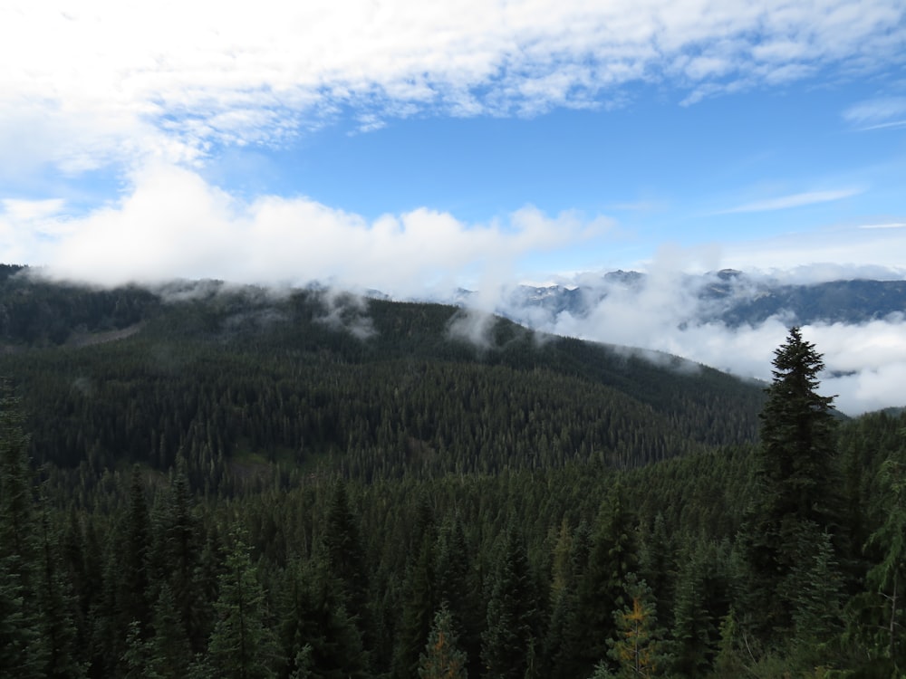 green trees on mountain under blue sky during daytime