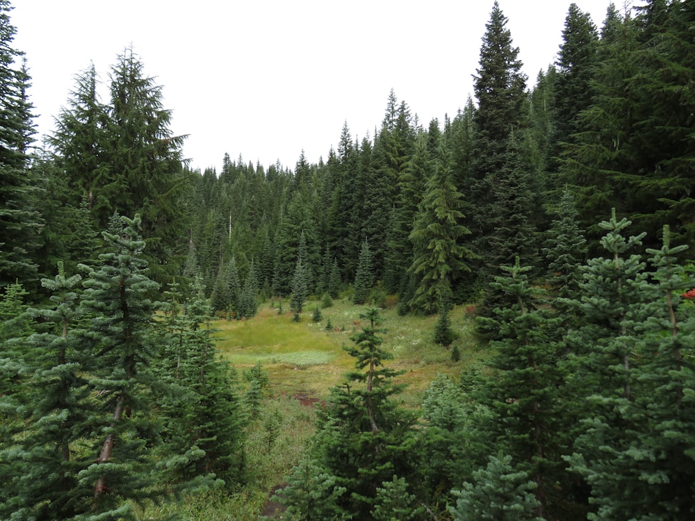 green pine trees on green grass field during daytime