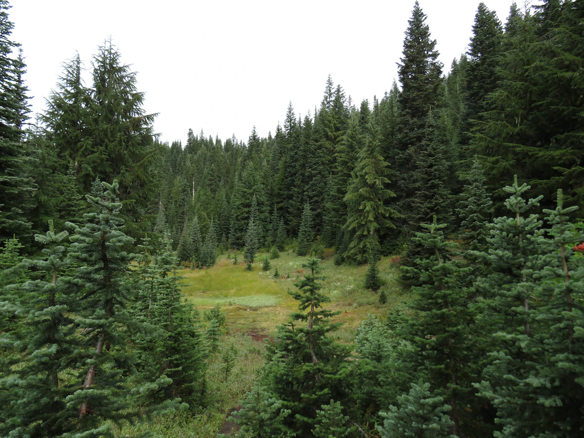 Green evergreen-lined clearing
