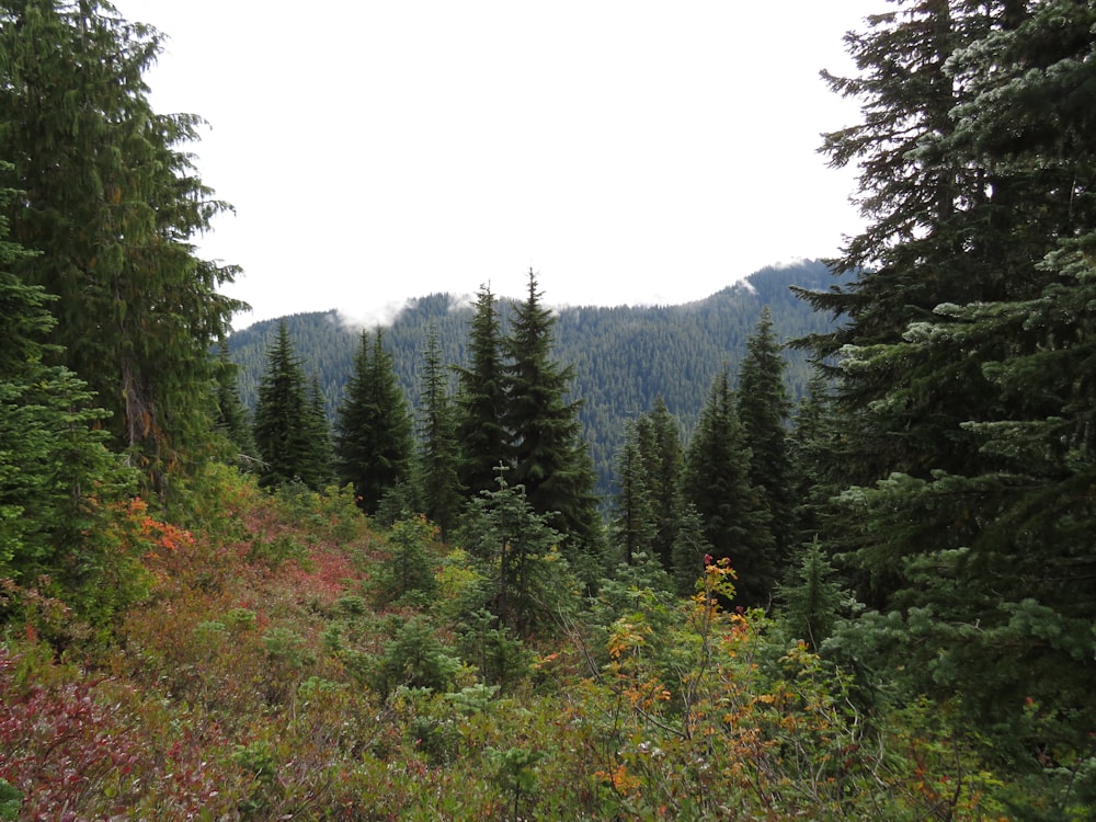 green pine trees on mountain during daytime