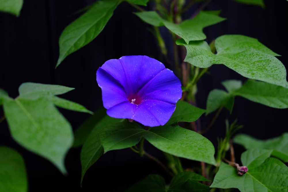 pink flower in tilt shift lens