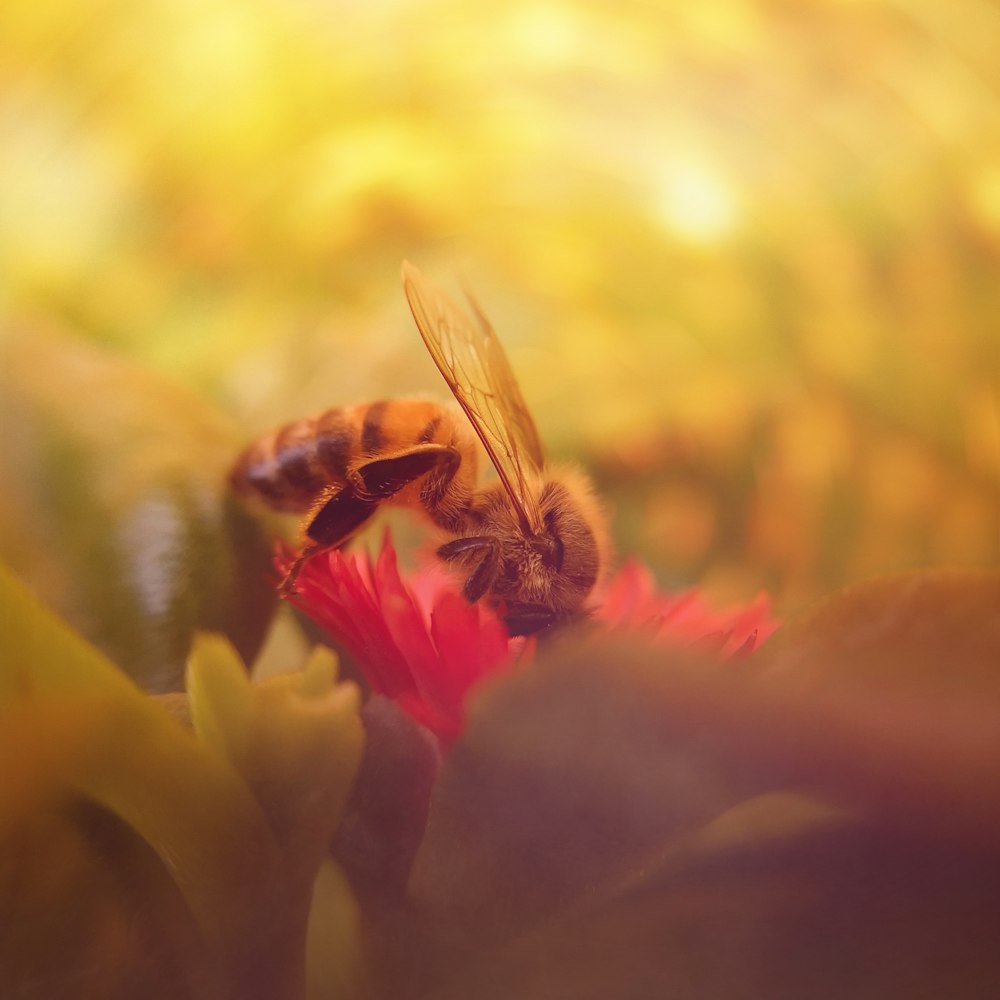 낮 동안 클로즈업 촬영에서 빨간색과 노란색 꽃에 앉은 꿀벌