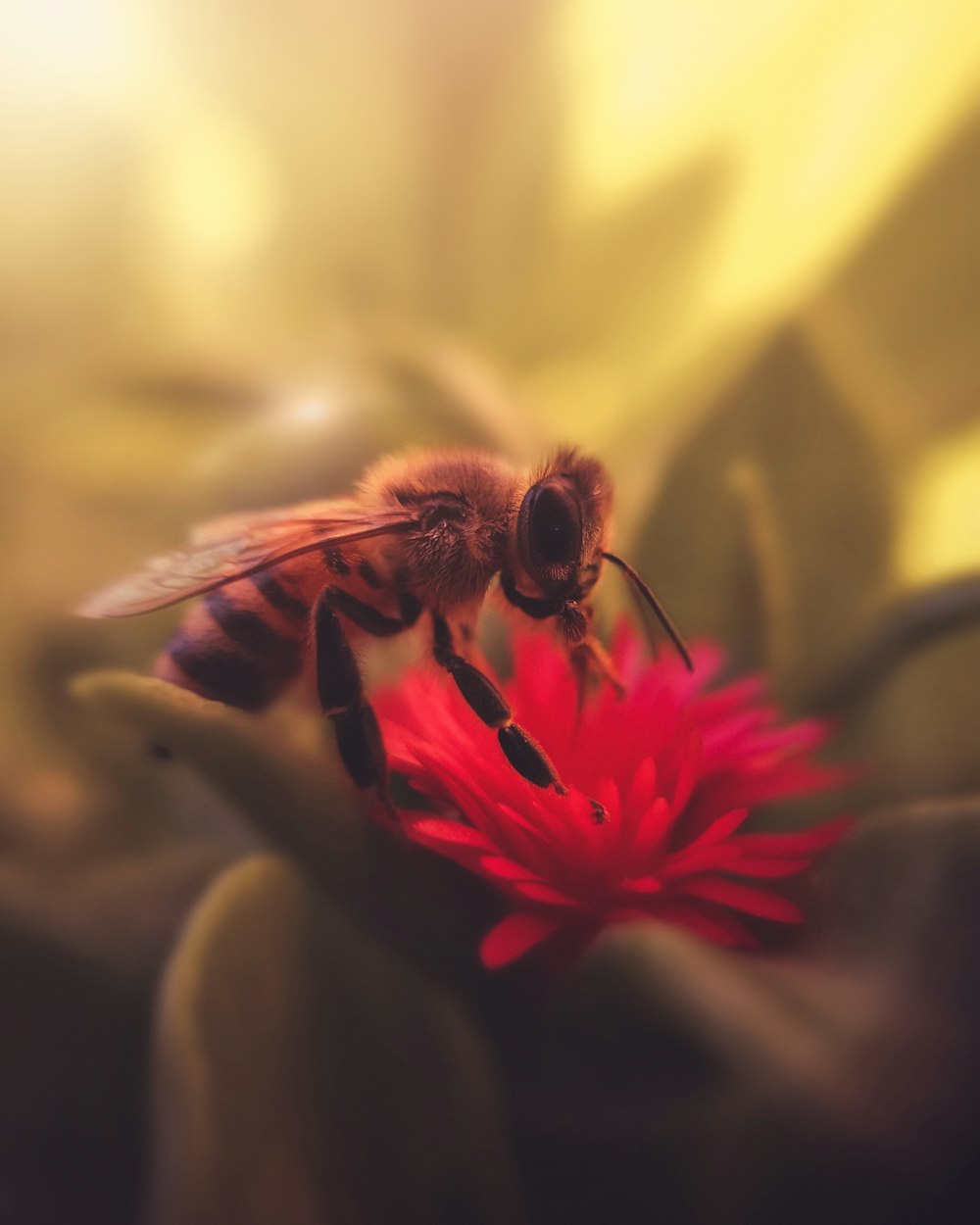 une abeille assise au sommet d’une fleur rouge