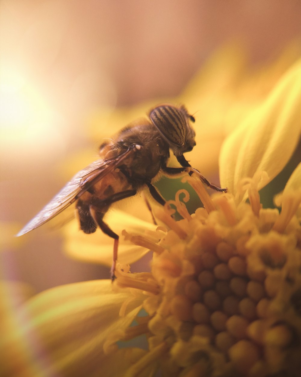 Una abeja sentada encima de una flor amarilla