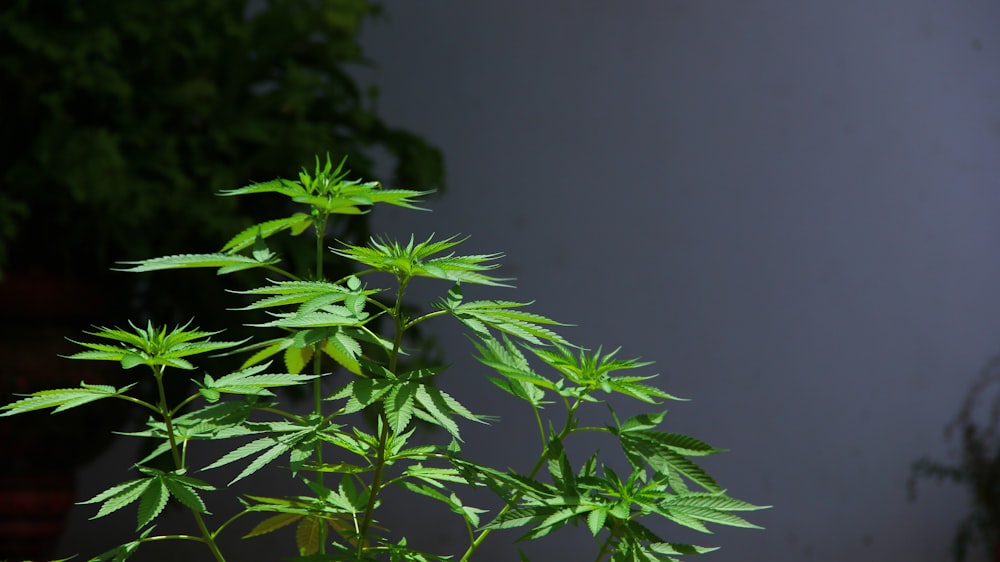 green leaves with gray background