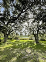 Sunlight streaming through trees as families gather for an outdoor foundation picnic