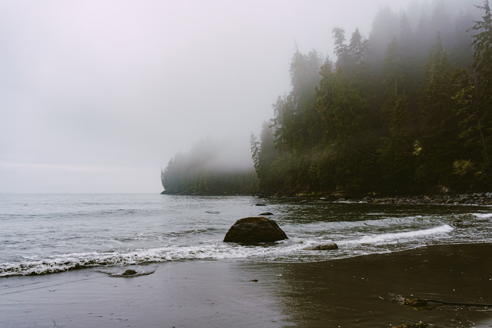 green trees beside body of water during foggy weather