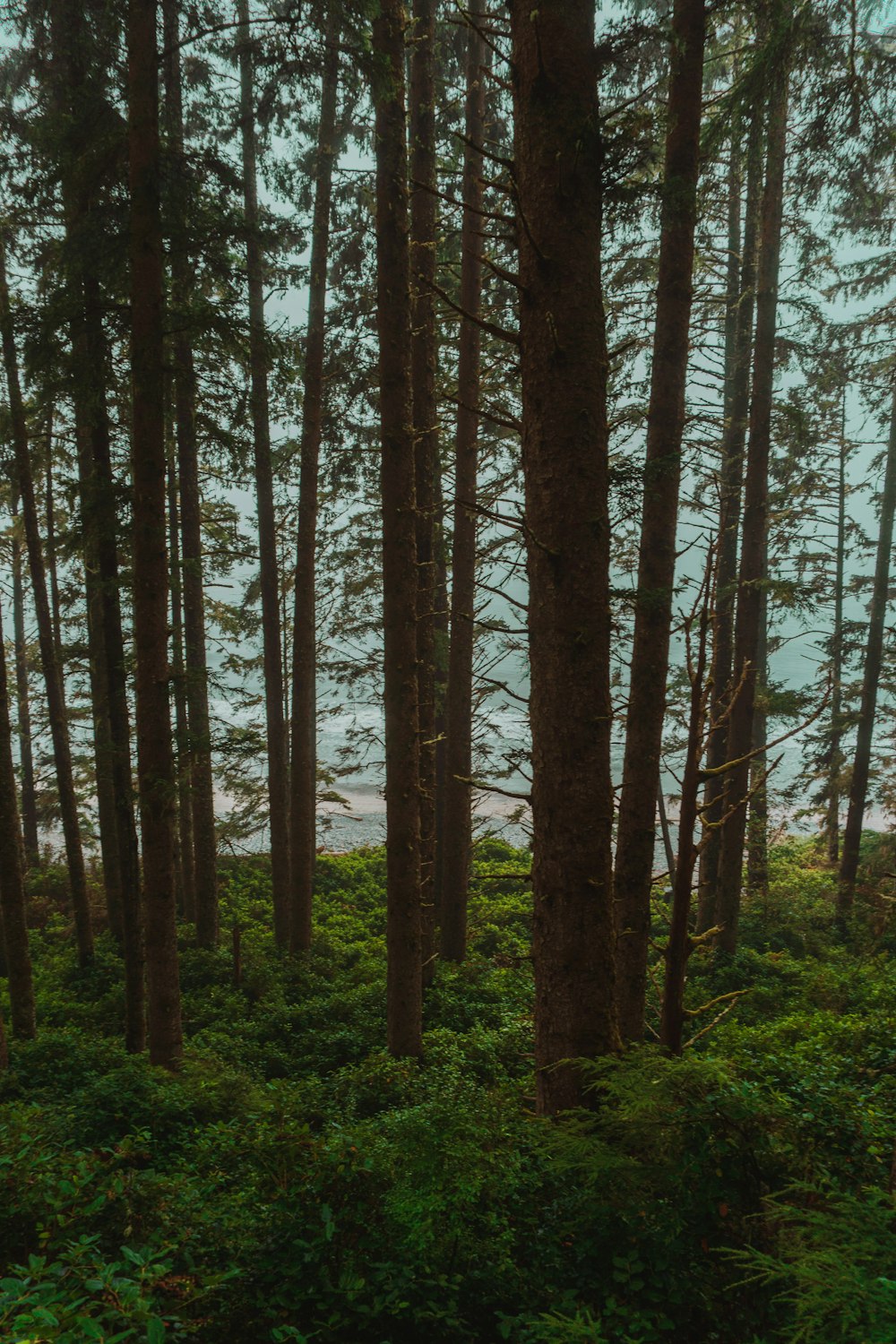 green trees in forest during daytime