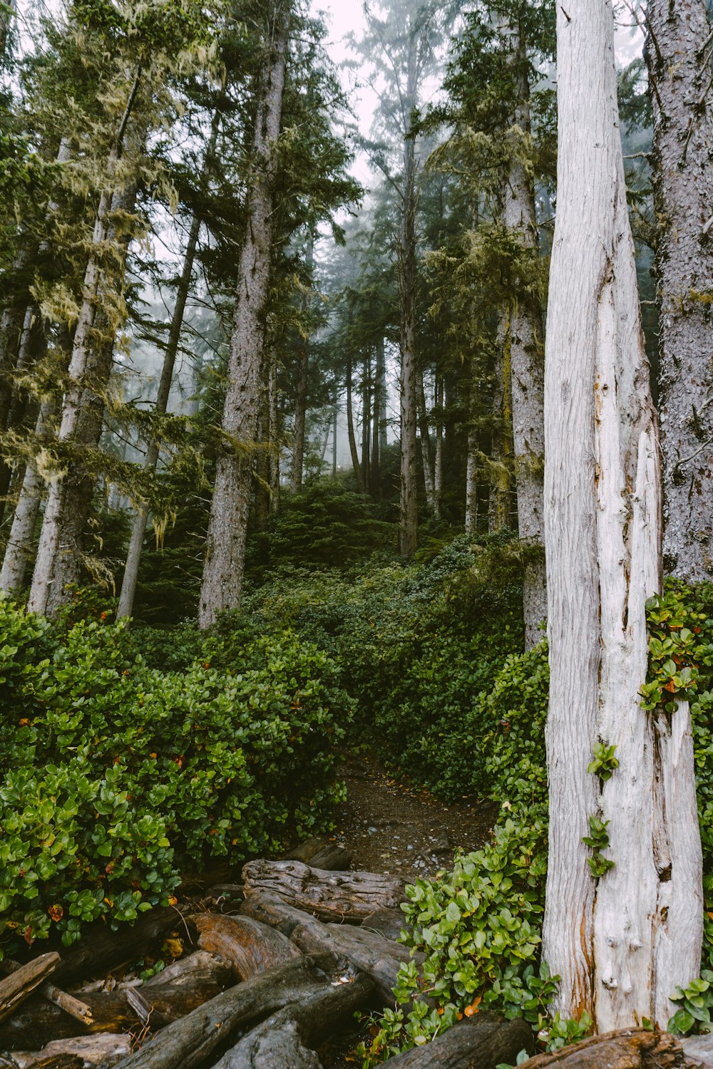 Arbres et plantes verts pendant la journée