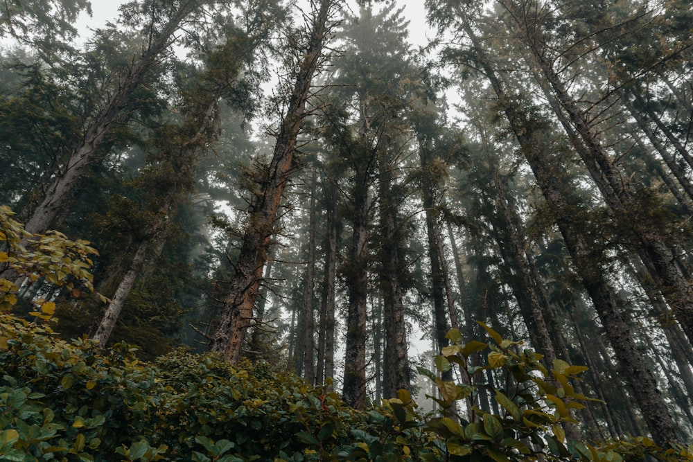 green trees under white sky during daytime