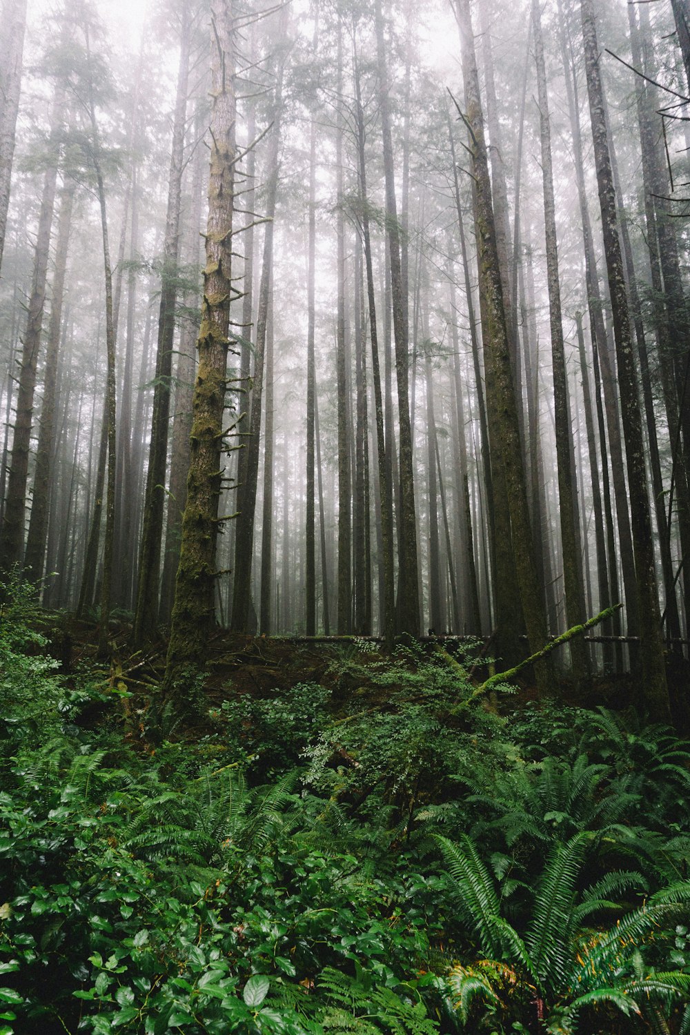 green plants and trees in forest during daytime