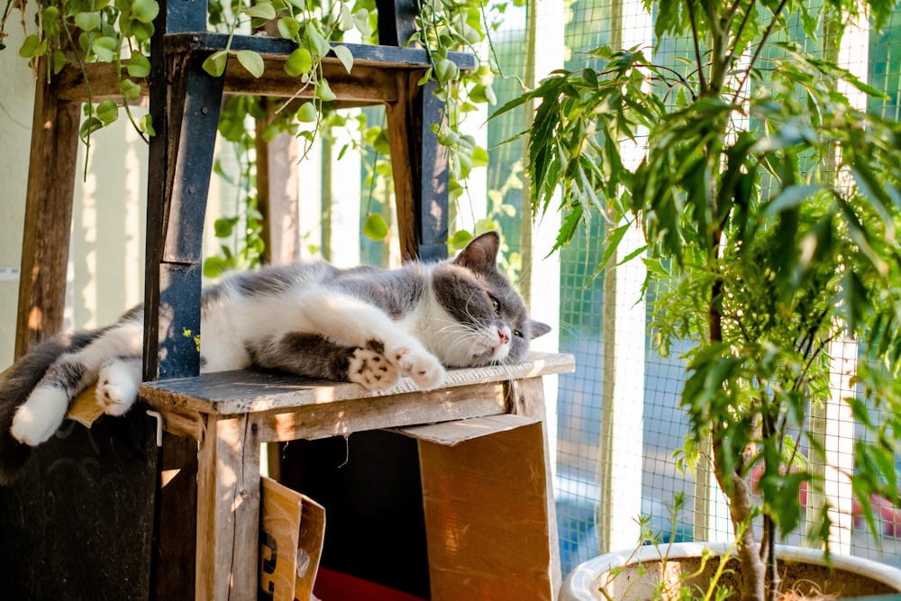 white and black cat on brown wooden crate