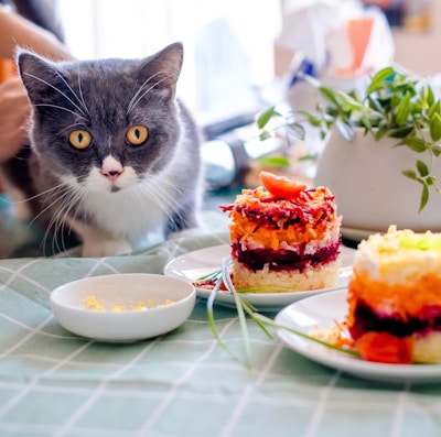 gray and white cat on green and white table cloth