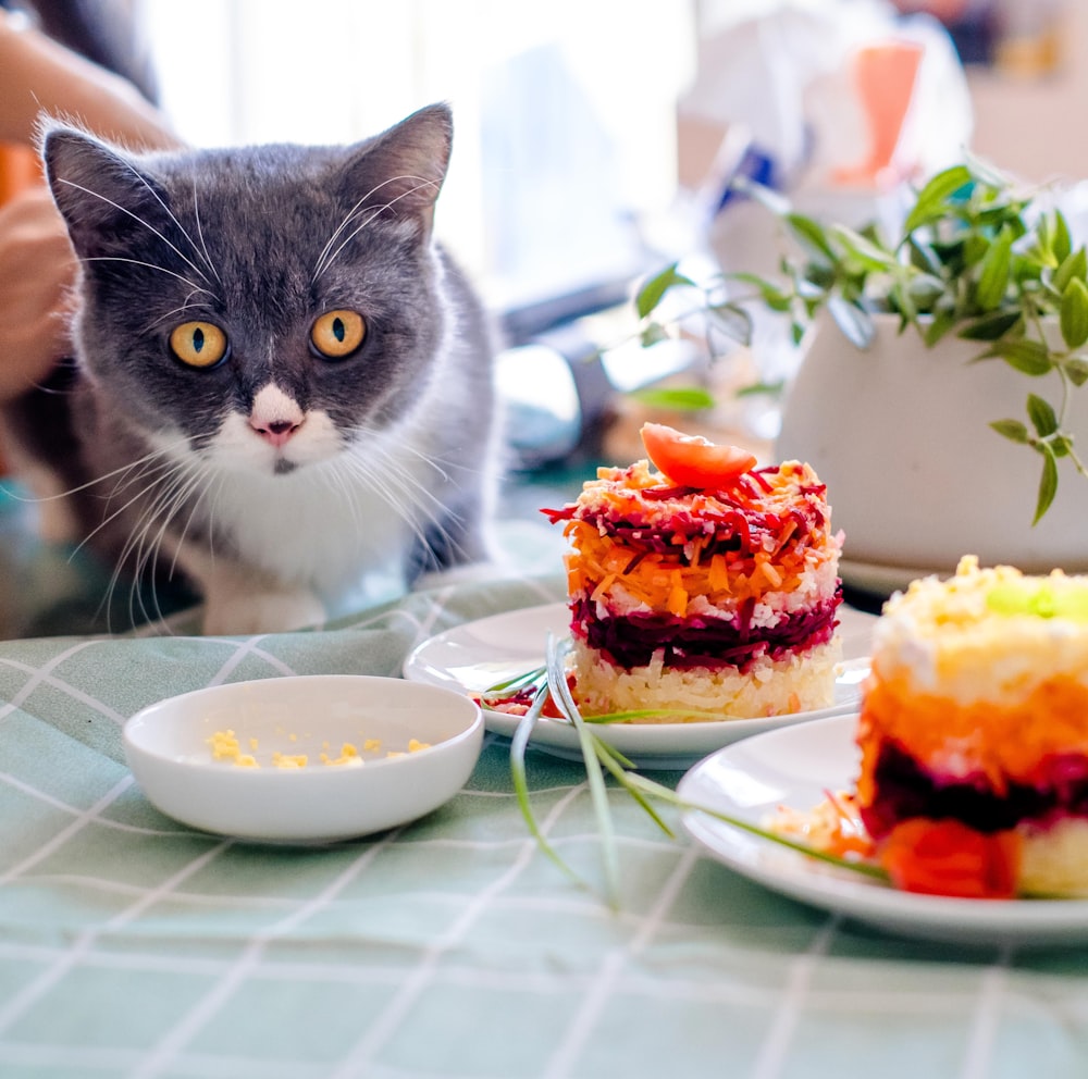 gray and white cat on green and white table cloth