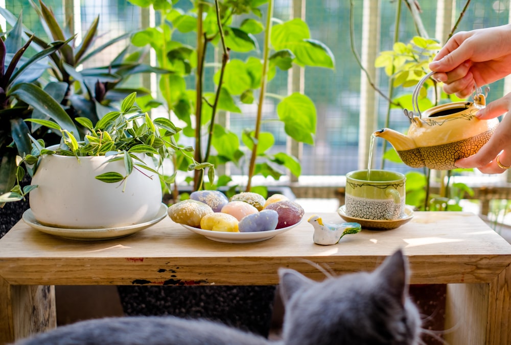 gray cat on brown wooden table