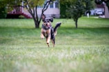 black and tan german shepherd running on green grass field during daytime