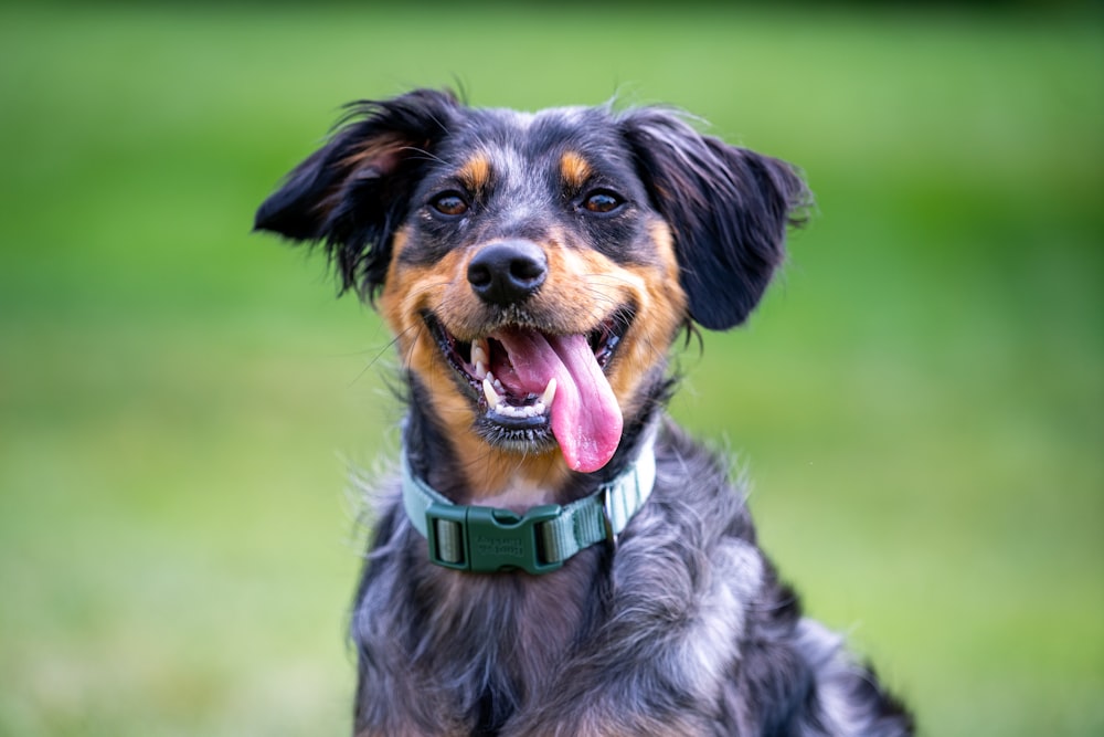 Perro pequeño de pelo largo negro y marrón