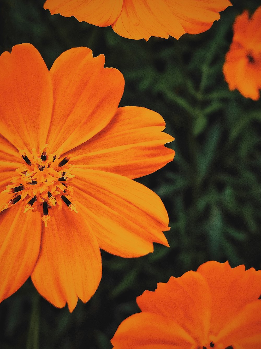 orange flower in tilt shift lens