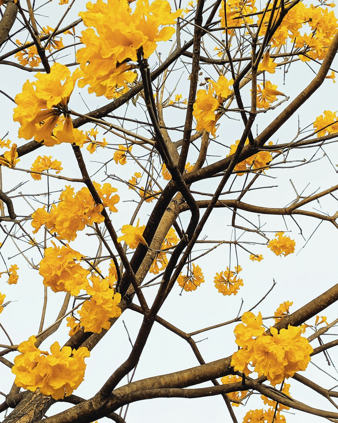 yellow flowers on brown tree branch