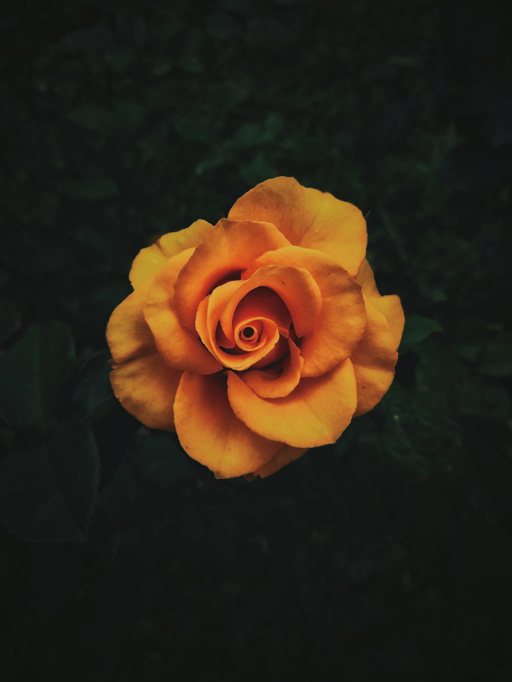 Orange Rose in Blüte Nahaufnahme