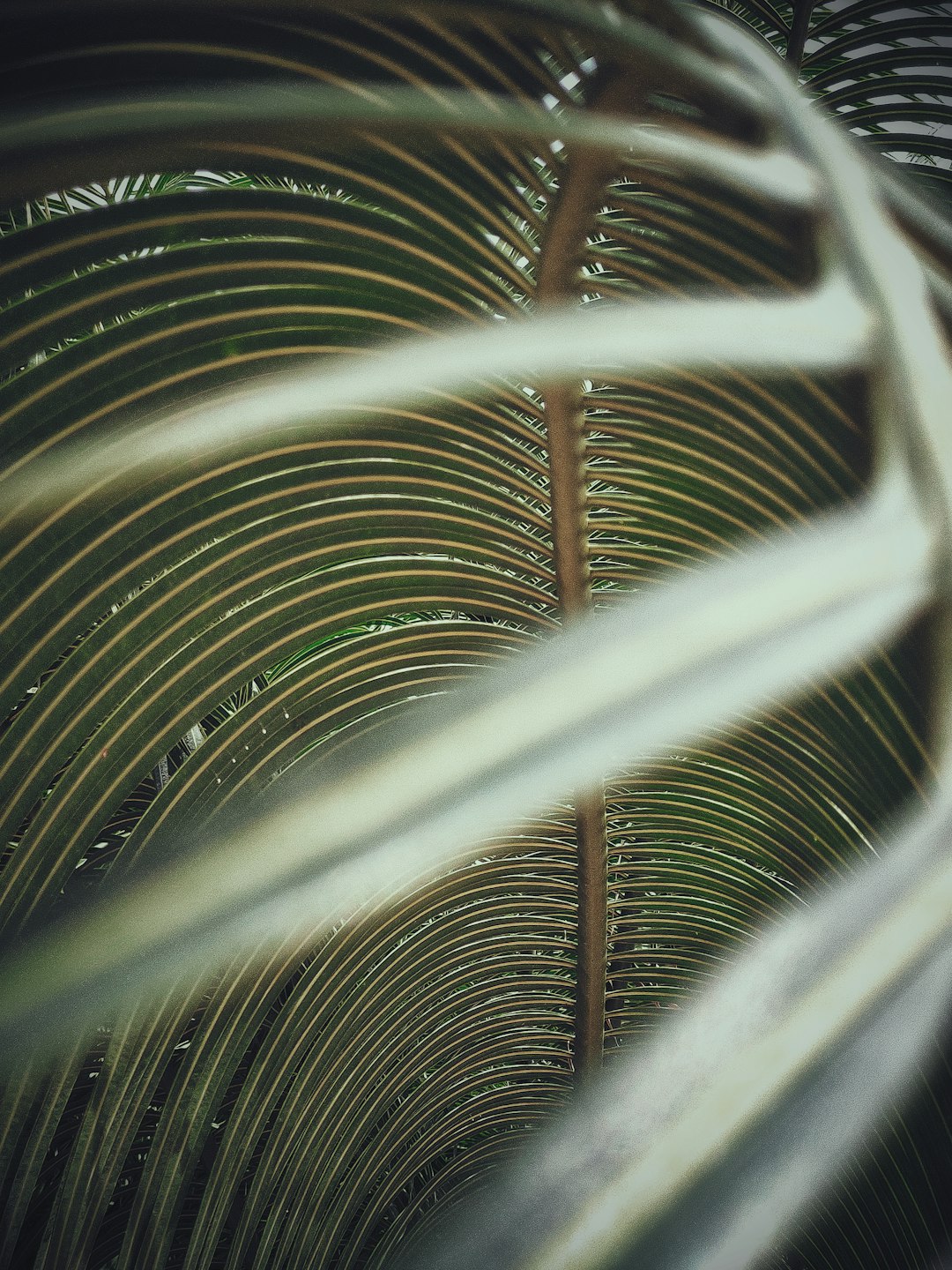 green leaf plant in close up photography