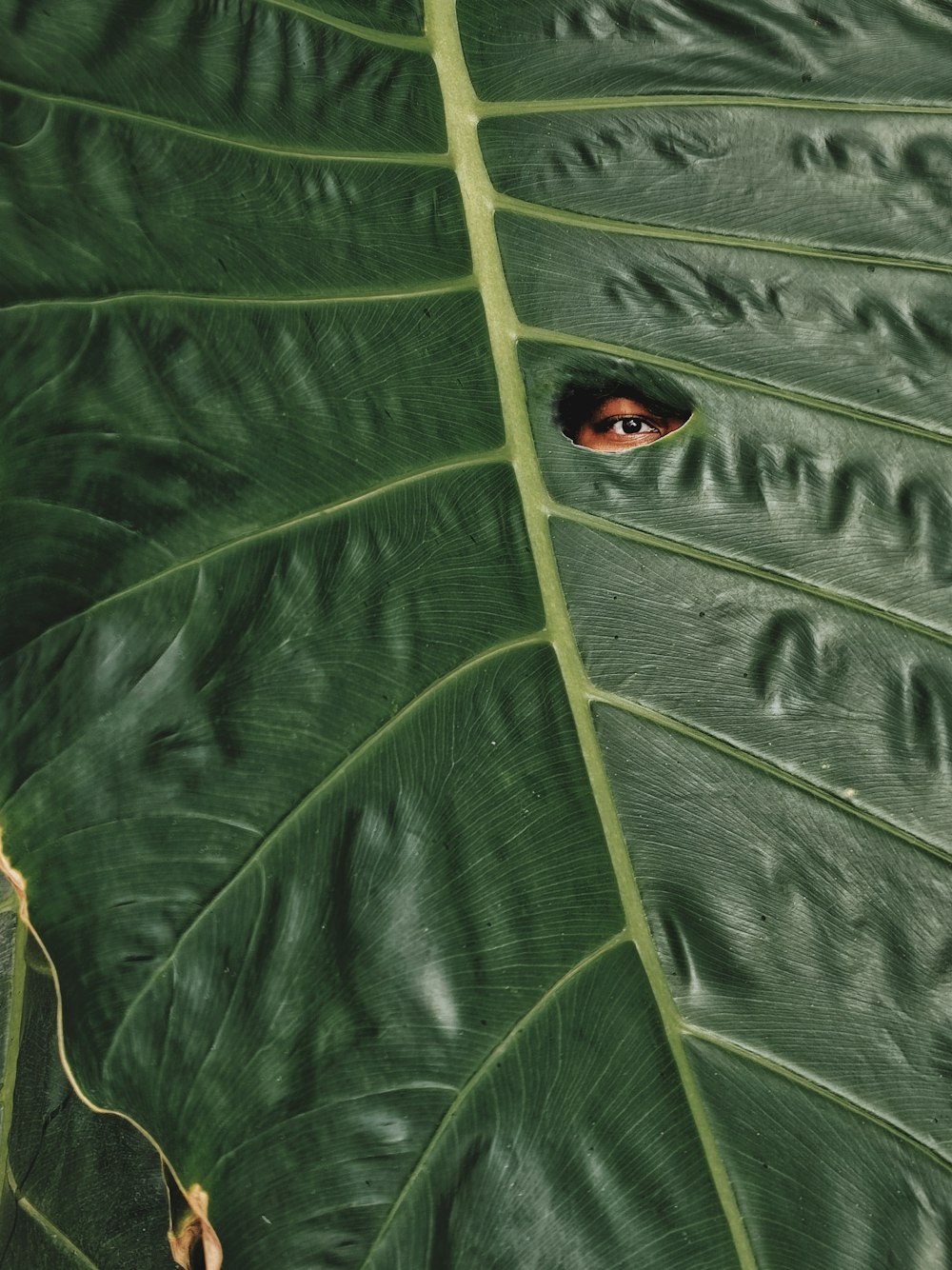 red ladybug on green leaf