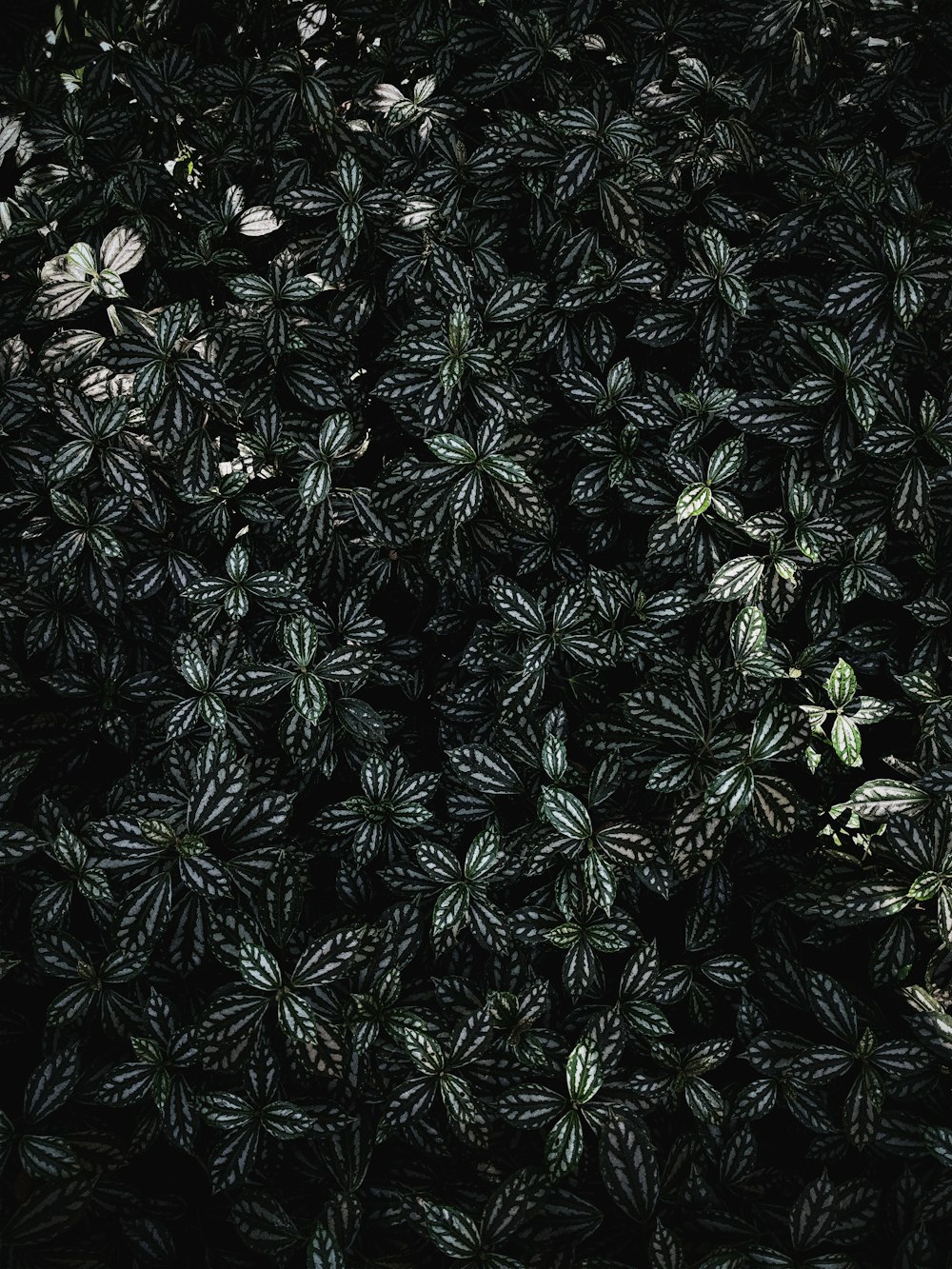 green and white plant leaves