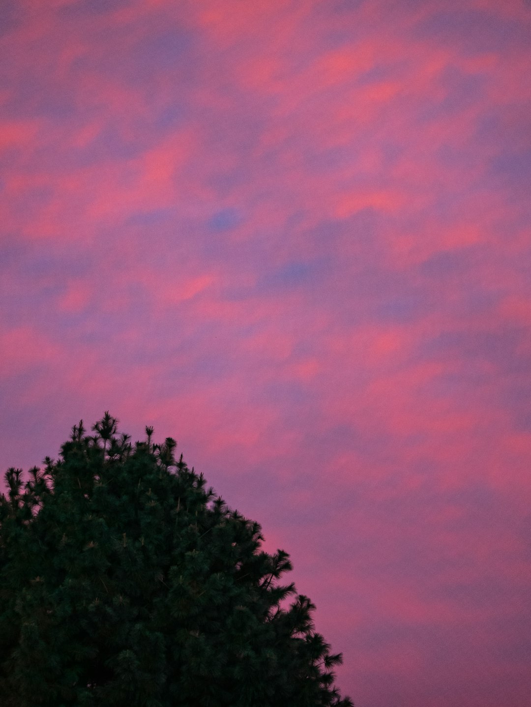 green trees under pink sky
