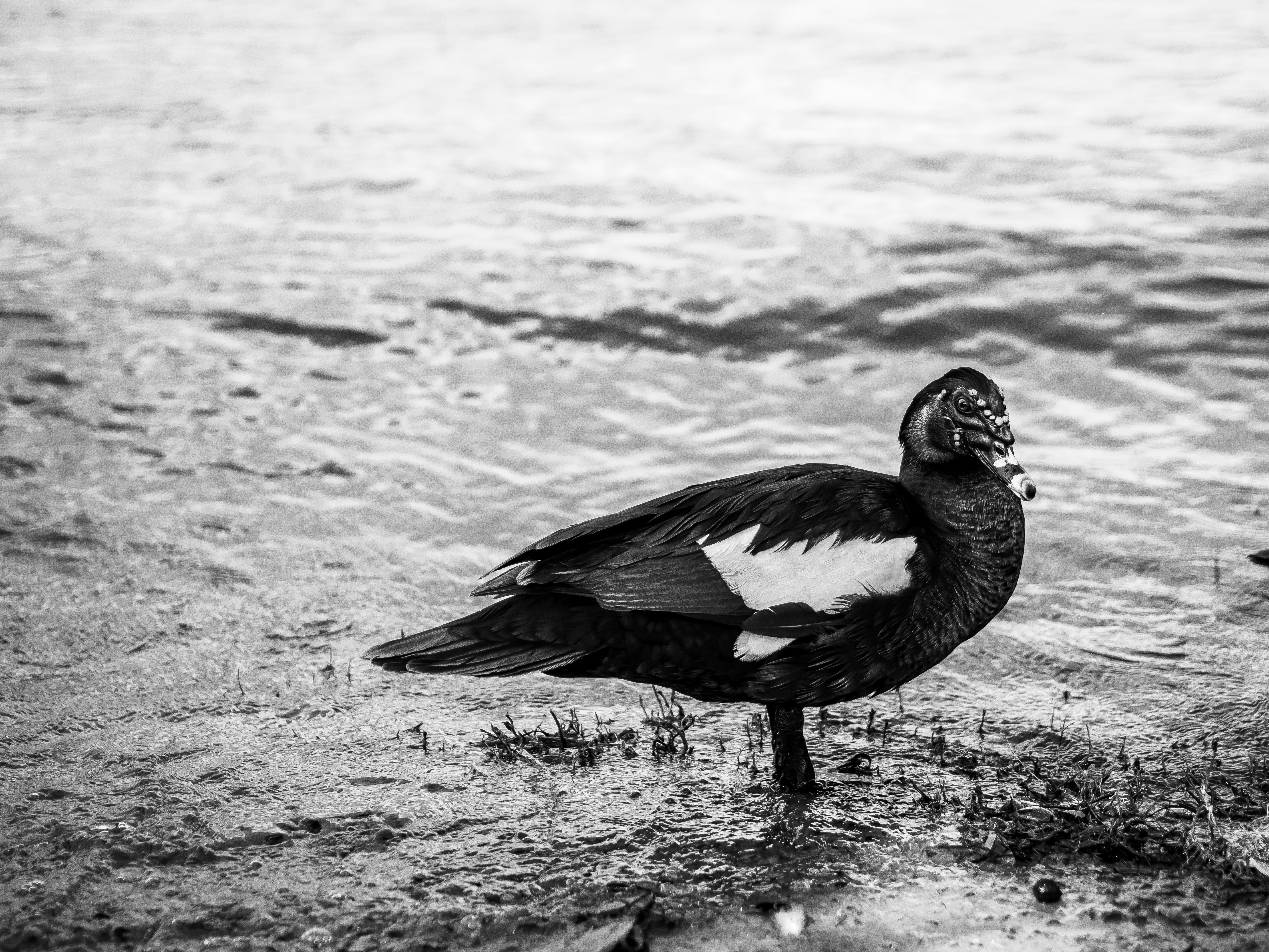 black and white duck on water