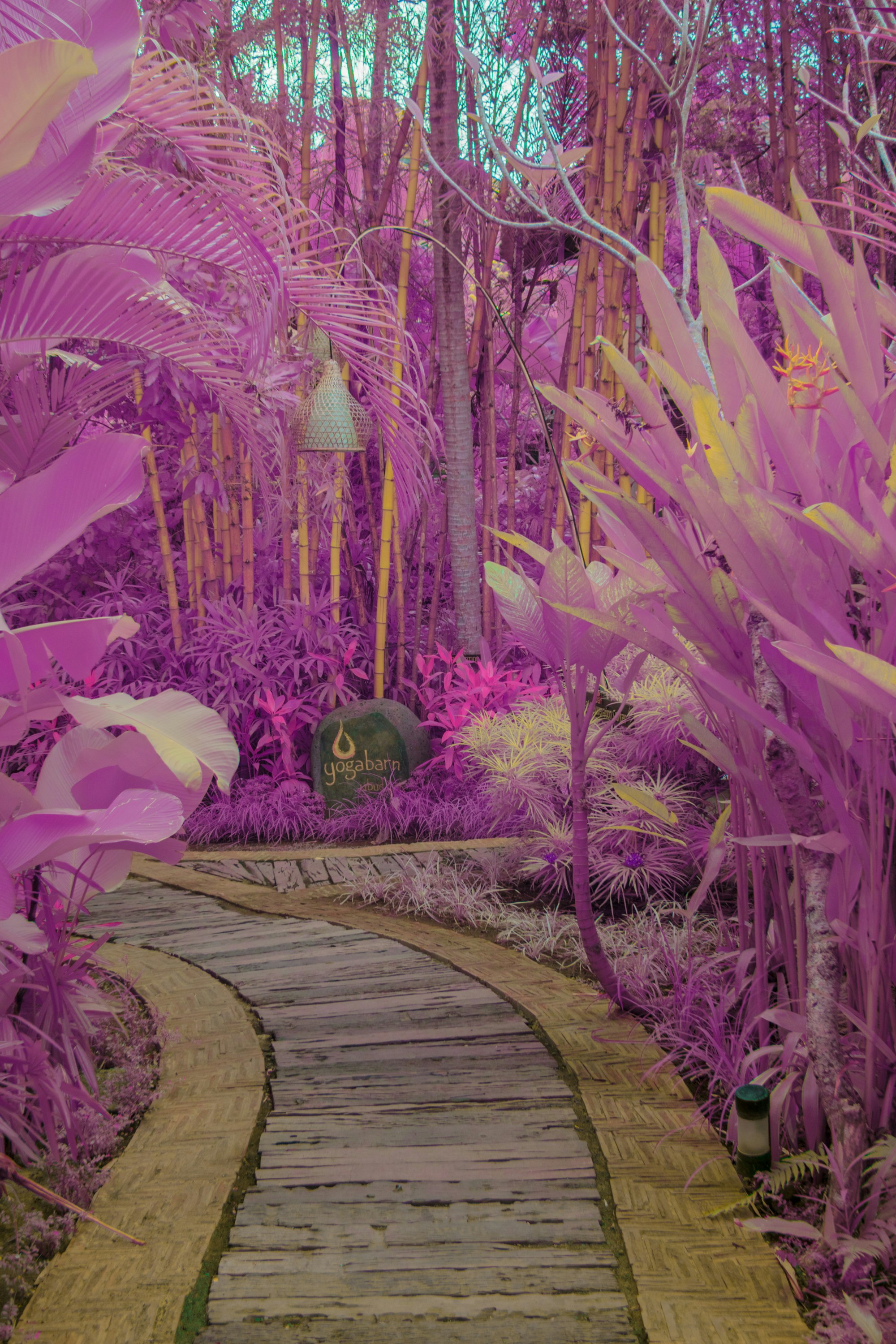 purple flower on brown wooden pathway