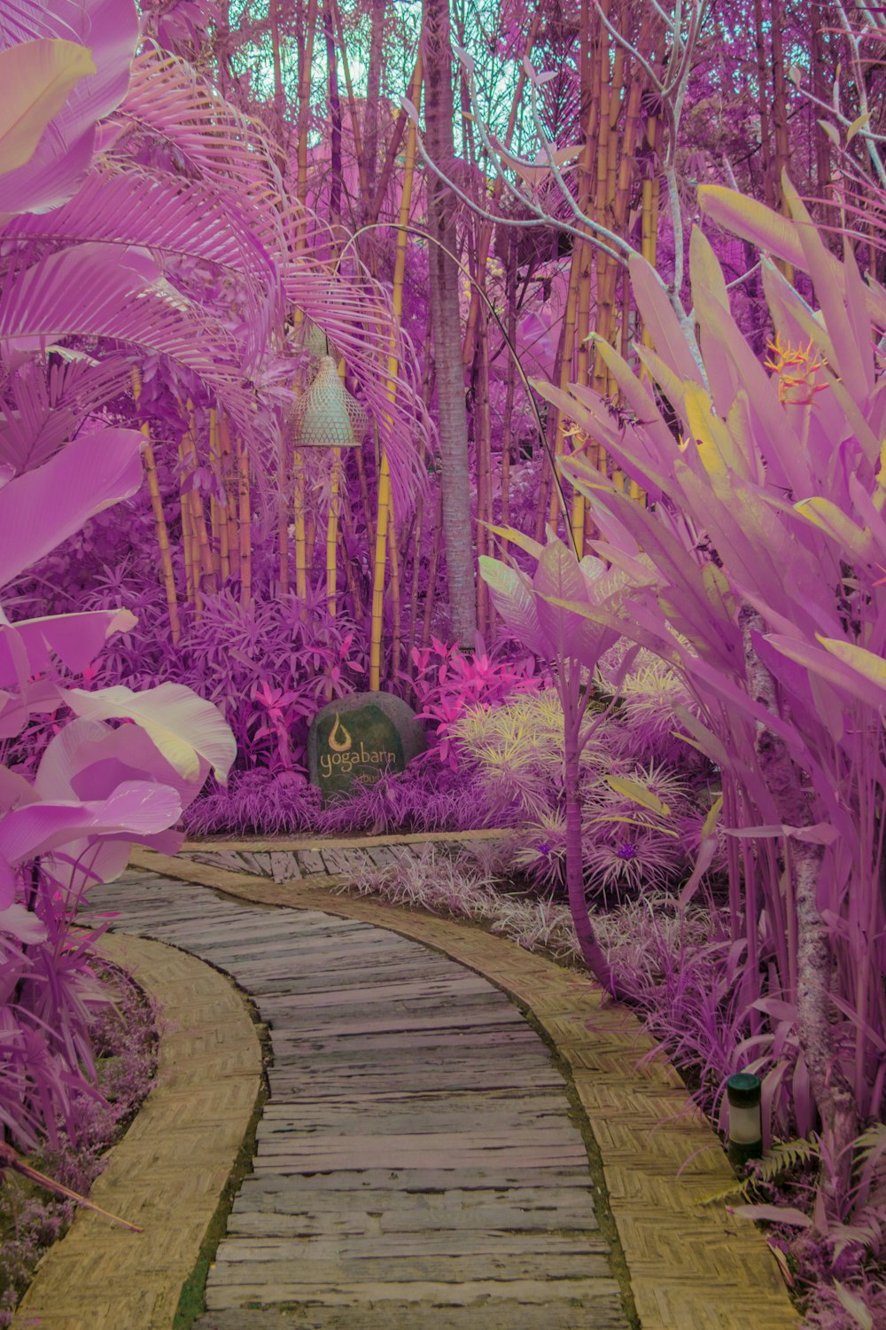 purple flower on brown wooden pathway