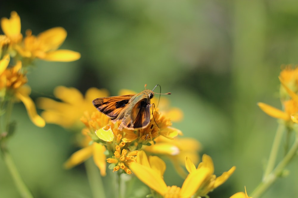 brown and black butterfly on yellow flower