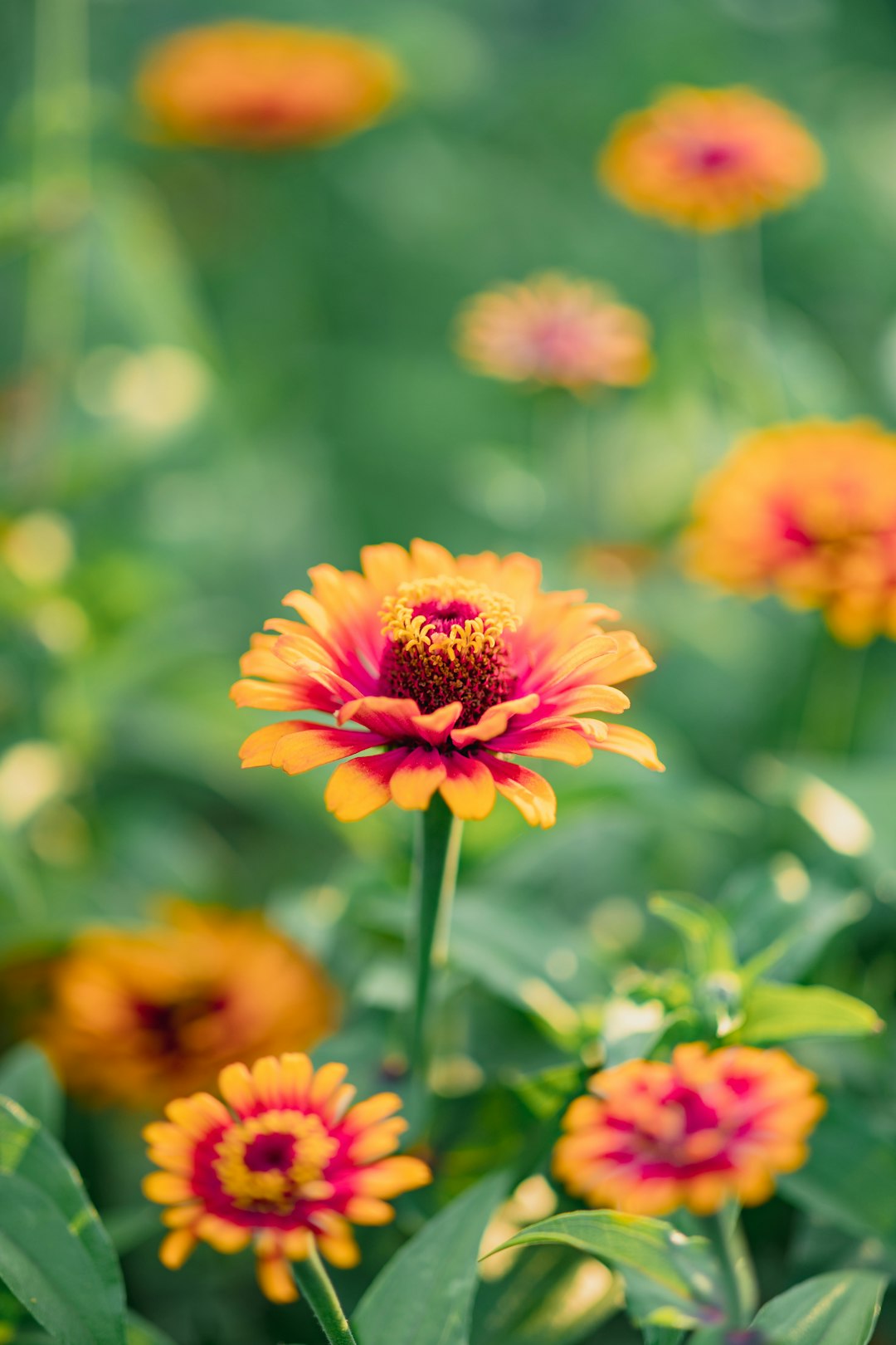 pink and yellow flower in tilt shift lens