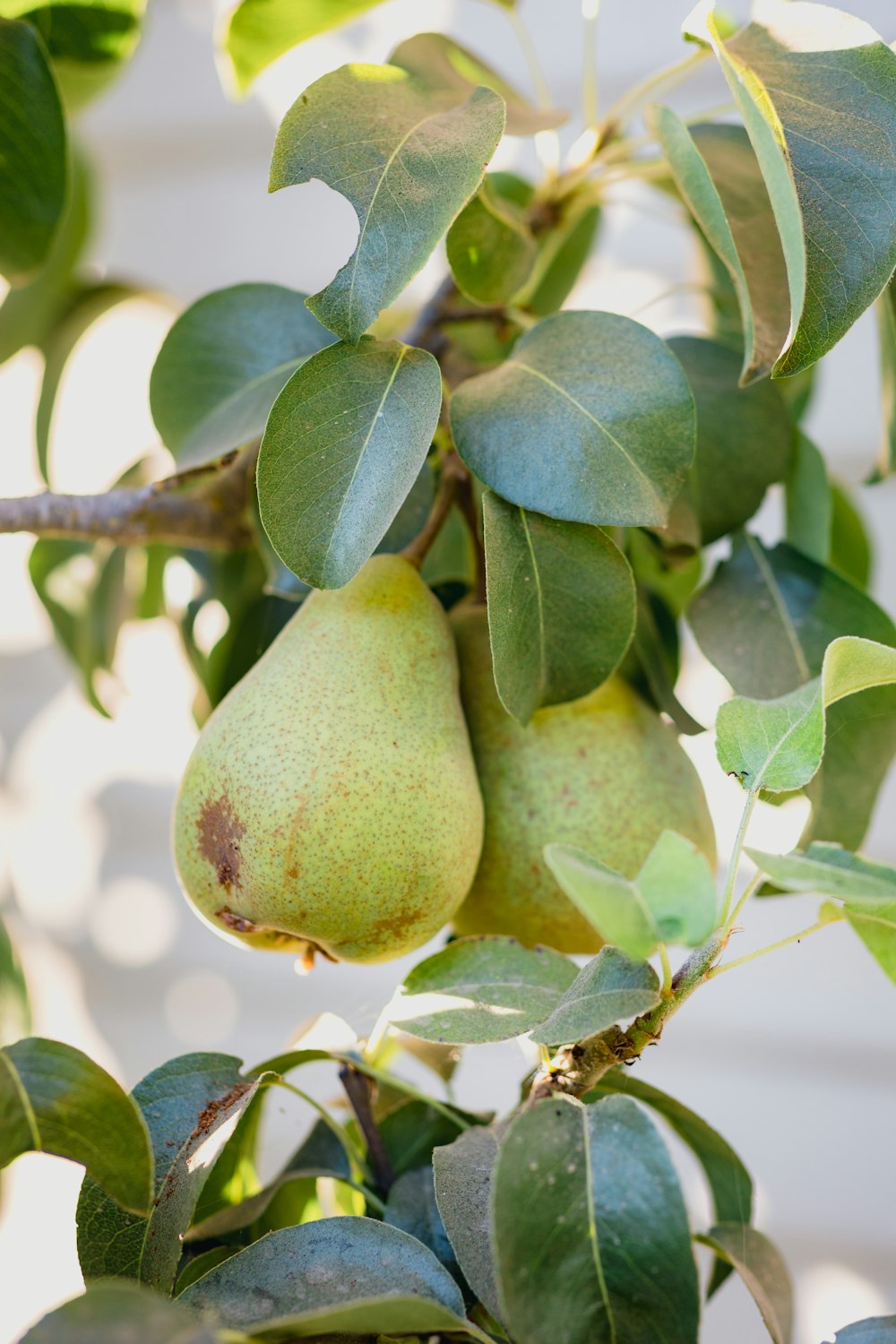 frutta verde sull'albero durante il giorno