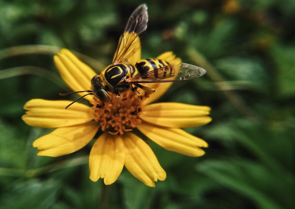 a bee sitting on top of a yellow flower