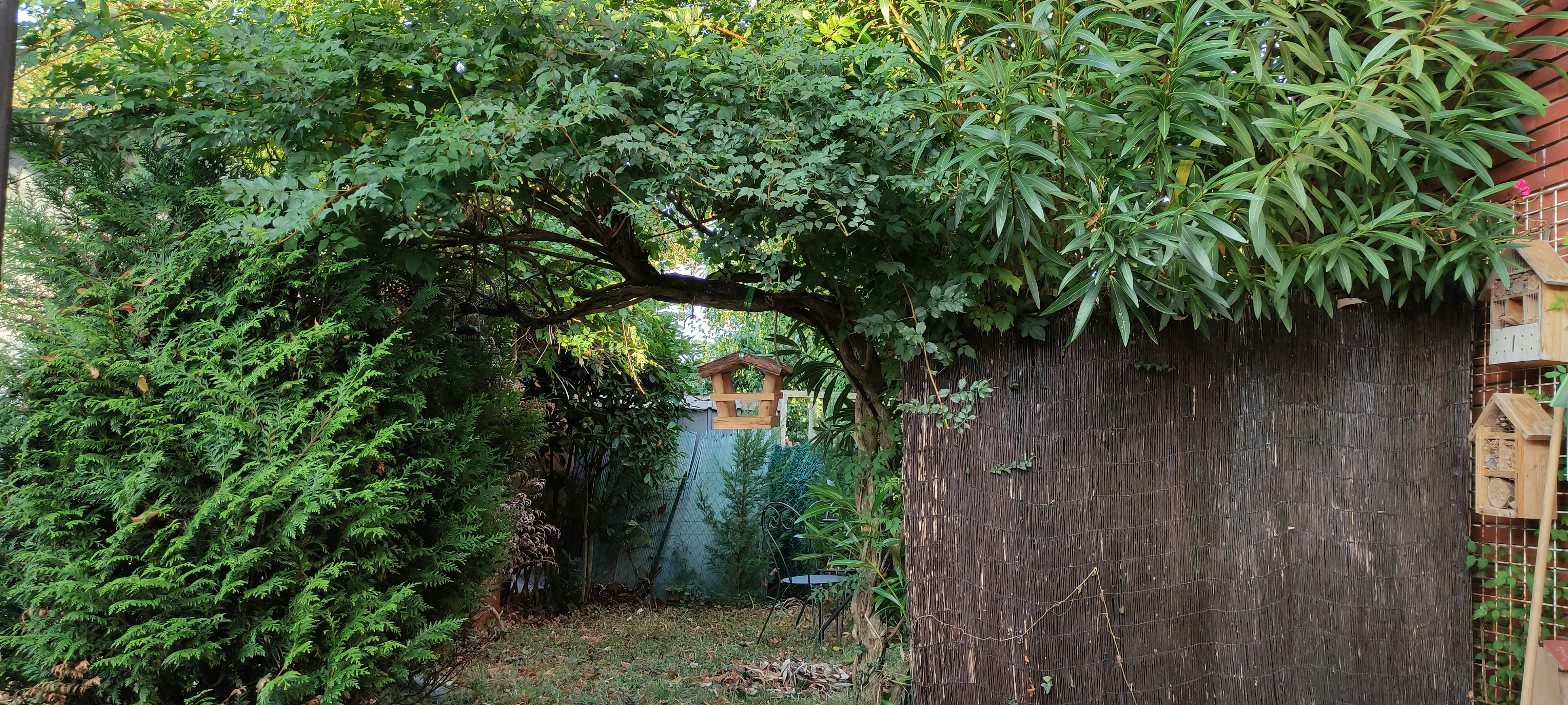 Photo prise dans mon jardin le matin