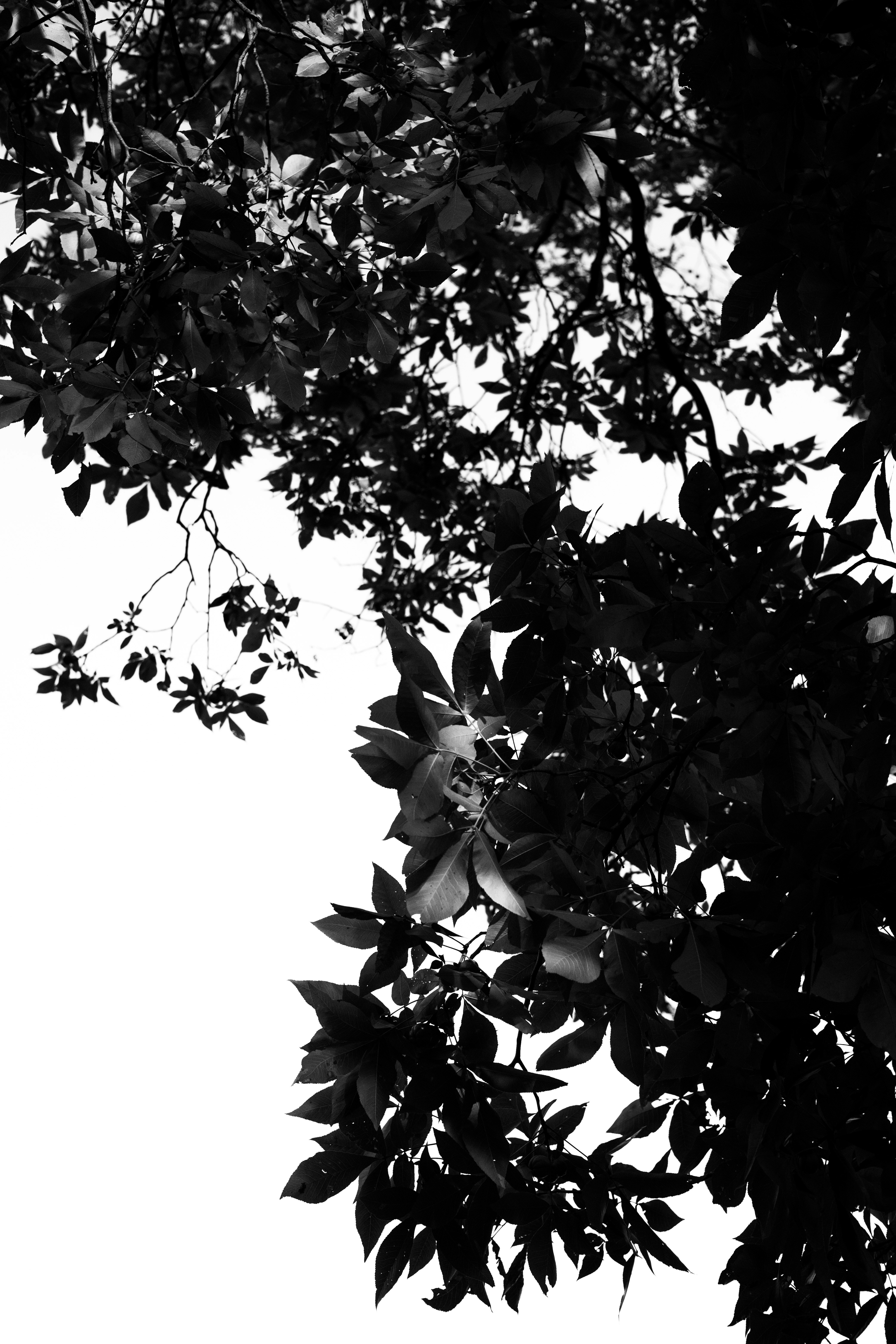 Vertical Wallpapers | 34 best free wallpaper, outdoor, plant and flower