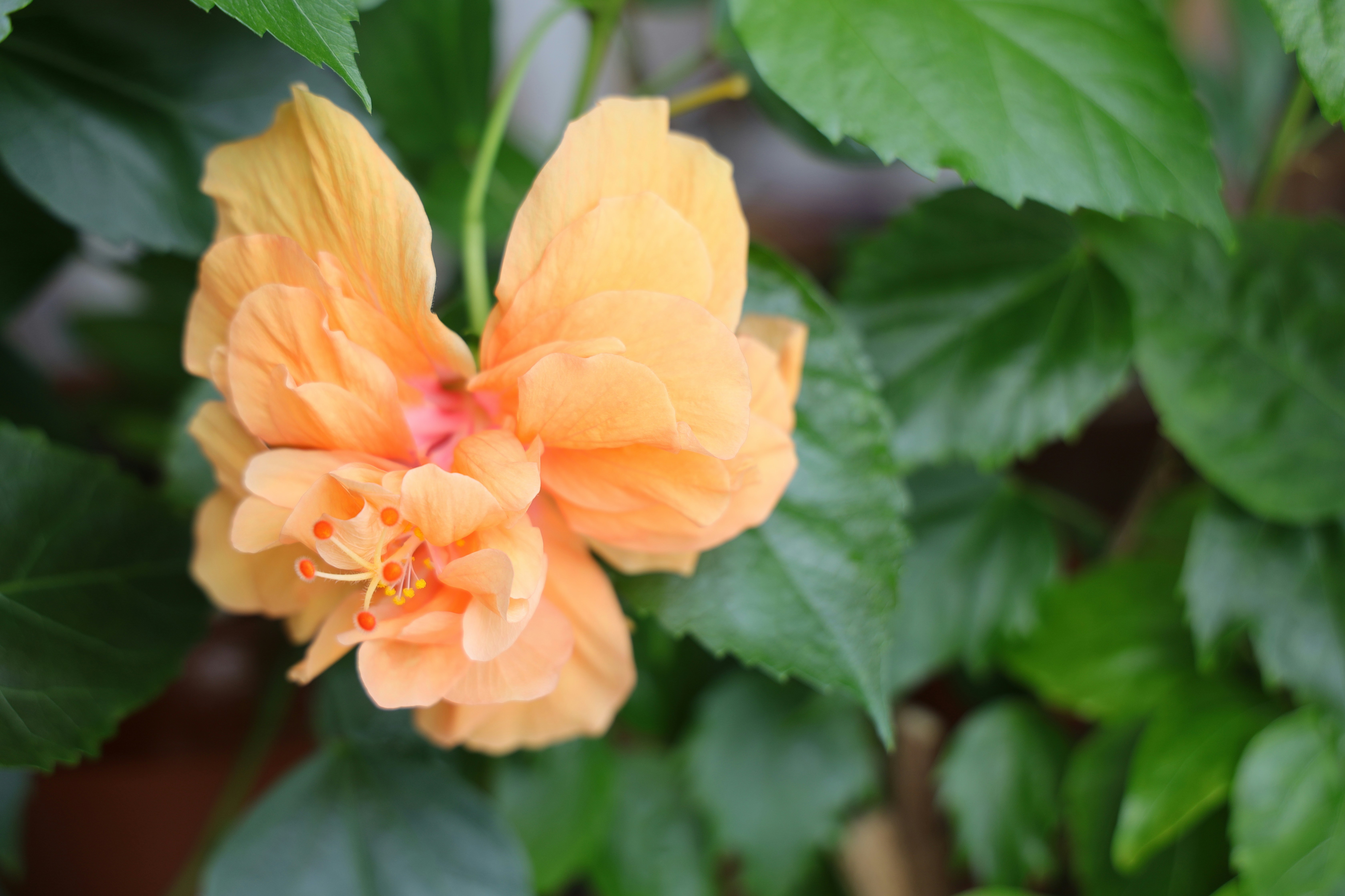 Photo by nakadai174