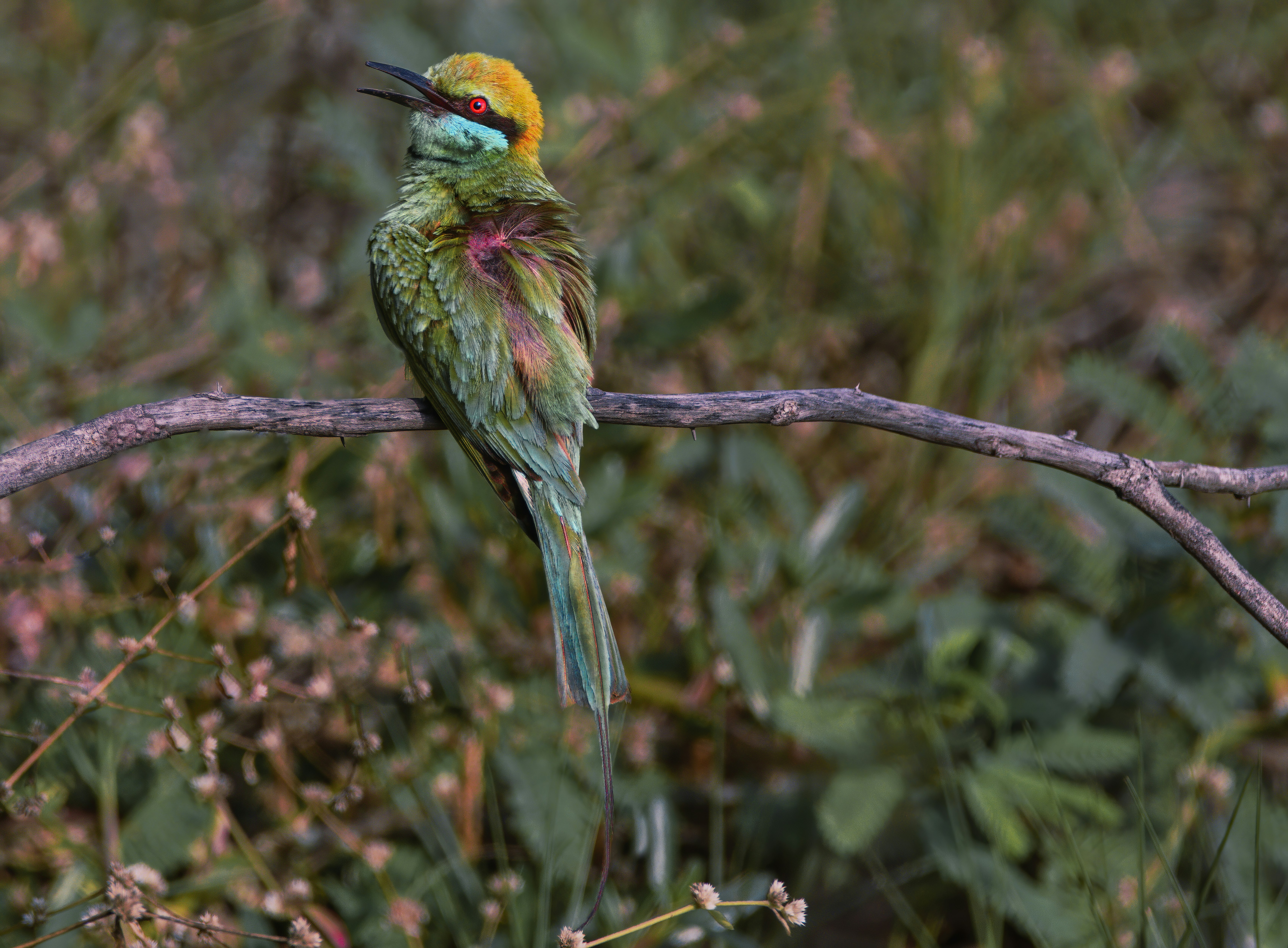 Photo by rajapraveen80