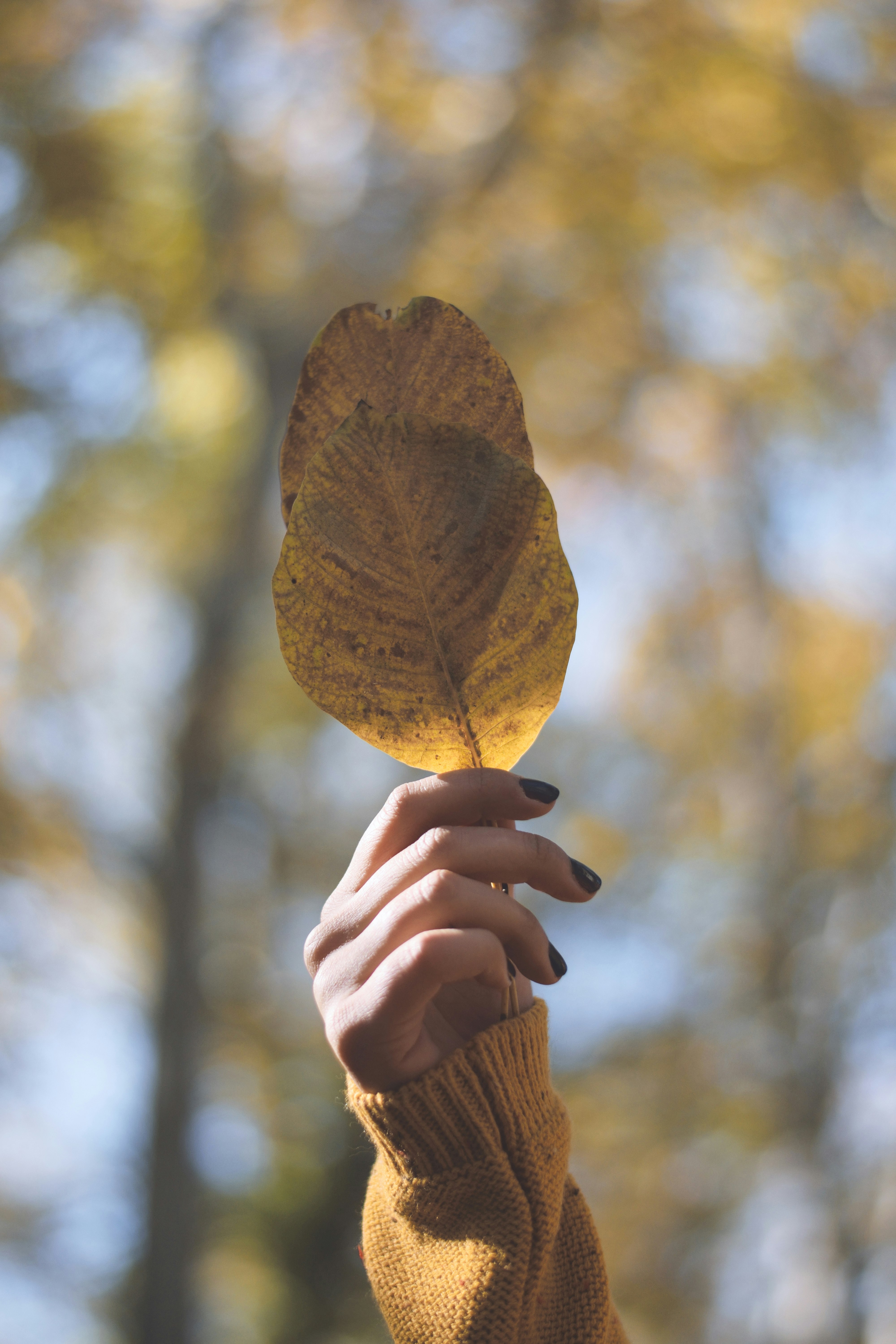 person holding brown leaf during daytime