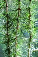 Close-up of vibrant green pine needles with soft sunlight filtering through.