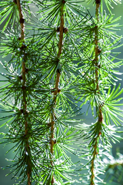 Close-up of vibrant green pine needles with soft sunlight filtering through.